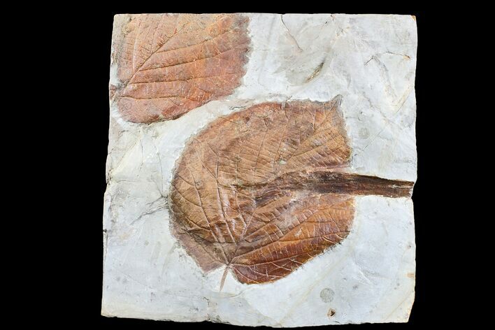 Fossil Leaf (Davidia) - Montana #165030